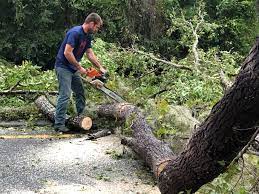 Reliable Roman Forest, TX  Tree Services Solutions