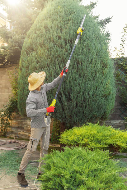 Lawn Pest Prevention in Roman Forest, TX